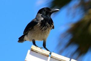 Hooded crow in a city park in Israel photo