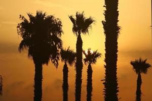 Palm trees in city park during sunrise photo