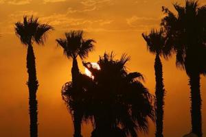 Palm trees in city park during sunrise photo