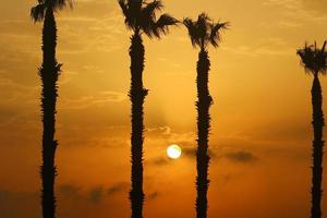 Palm trees in city park during sunrise photo