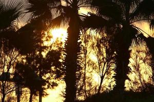 Palm trees in city park during sunrise photo