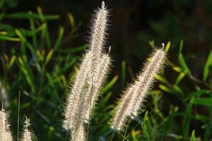 espiguillas de campo flores secas naturales de 80 centímetros de altura. foto