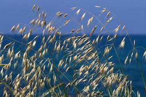 Field spikelets natural dried flowers 80 centimeters high. photo