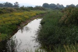 Vegetation on the banks of a river in northern Israel photo