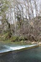 vegetación a orillas de un río en el norte de israel foto