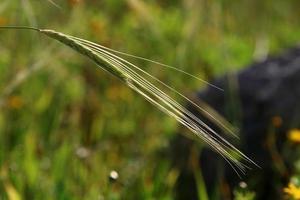 espiguillas de campo flores secas naturales de 80 centímetros de altura. foto