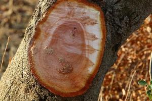 An old stump is a small part of a felled tree trunk. photo