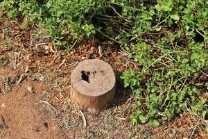 An old stump is a small part of a felled tree trunk. photo