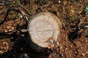 An old stump is a small part of a felled tree trunk. photo