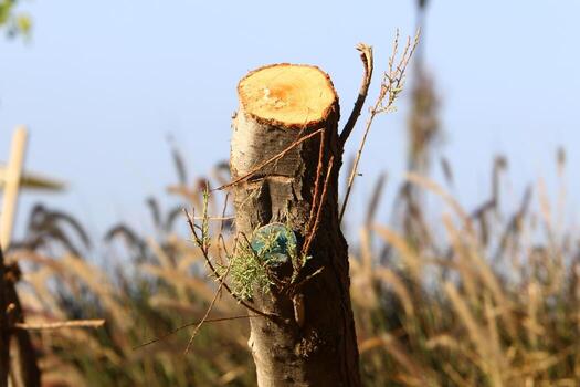 An old stump is a small part of a felled tree trunk. photo