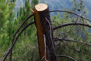 An old stump is a small part of a felled tree trunk. photo