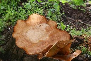 An old stump is a small part of a felled tree trunk. photo