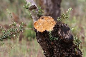 An old stump is a small part of a felled tree trunk. photo