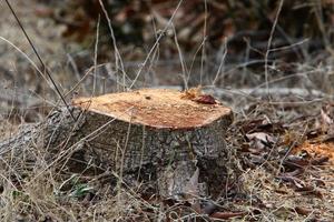 An old stump is a small part of a felled tree trunk. photo