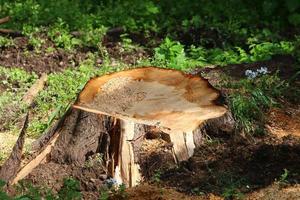 An old stump is a small part of a felled tree trunk. photo