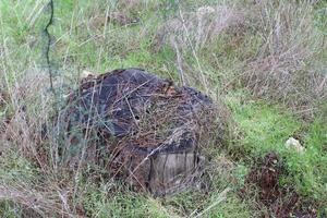 An old stump is a small part of a felled tree trunk. photo