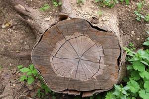 An old stump is a small part of a felled tree trunk. photo