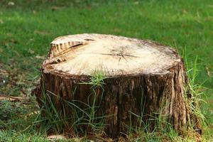 un tocón viejo es una pequeña parte de un tronco de árbol talado. foto