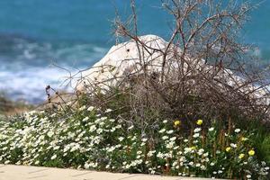 piedras en un parque de la ciudad junto al mar en el norte de Israel foto