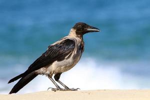 Hooded crow in a city park in Israel photo