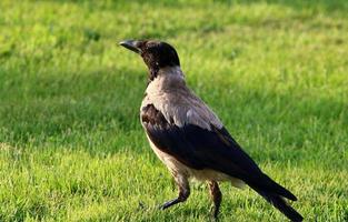 Hooded crow in a city park in Israel photo