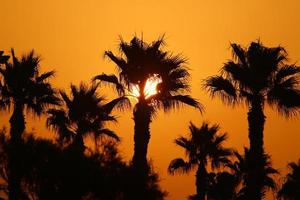 Palm trees in city park during sunrise photo