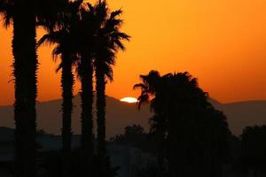 Palm trees in city park during sunrise photo