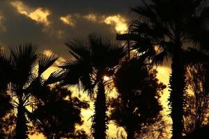 Palm trees in city park during sunrise photo