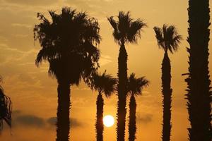 Palm trees in city park during sunrise photo