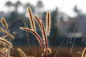 espiguillas de campo flores secas naturales de 80 centímetros de altura. foto