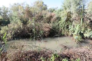 Vegetation on the banks of a river in northern Israel photo