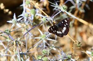 A multi-colored butterfly sits sits on a flower in a city park. photo