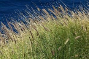 Field spikelets natural dried flowers 80 centimeters high. photo