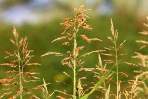 espiguillas de campo flores secas naturales de 80 centímetros de altura. foto