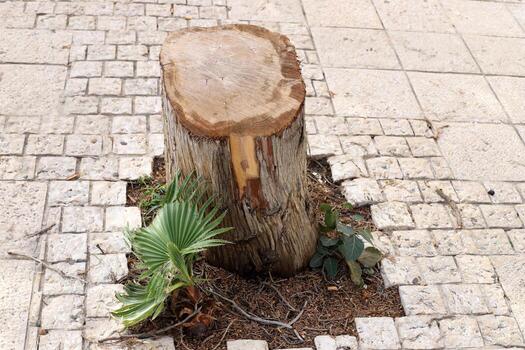 An old stump is a small part of a felled tree trunk. photo