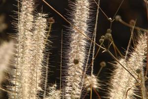 espiguillas de campo flores secas naturales de 80 centímetros de altura. foto