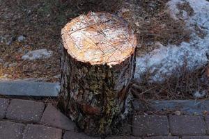 An old stump is a small part of a felled tree trunk. photo