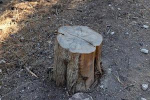 An old stump is a small part of a felled tree trunk. photo