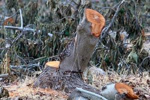 An old stump is a small part of a felled tree trunk. photo