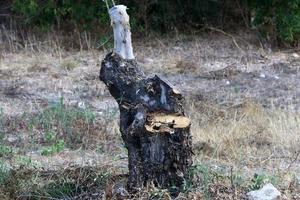 An old stump is a small part of a felled tree trunk. photo