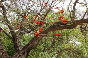 Erythrina cockscomb blossoms in a city park in northern Israel. photo