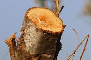 An old stump is a small part of a felled tree trunk. photo