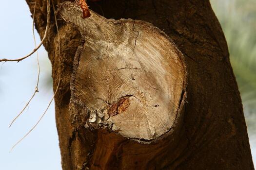 An old stump is a small part of a felled tree trunk. photo