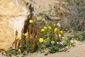 los crisantemos florecen en un parque de la ciudad en el norte de israel. foto