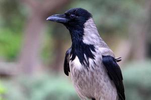 Hooded crow in a city park in Israel photo