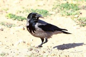 Hooded crow in a city park in Israel photo