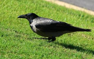 Hooded crow in a city park in Israel photo