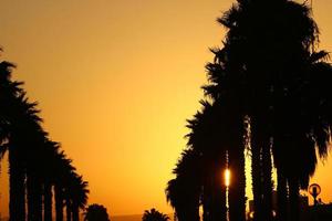 Palm trees in city park during sunrise photo