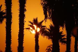 Palm trees in city park during sunrise photo