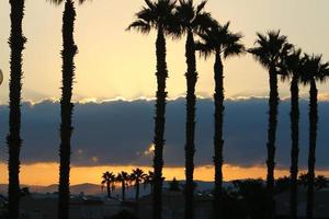 Palm trees in city park during sunrise photo